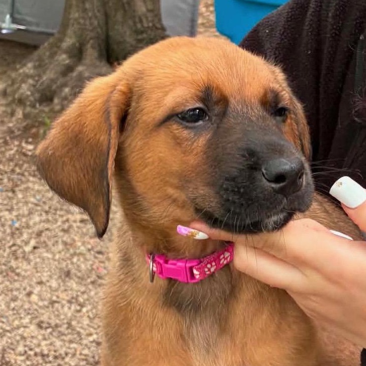 Enlarge HAZEL, a Adoptable Black Mouth Cur in East Flat Rock, NC image 1/6