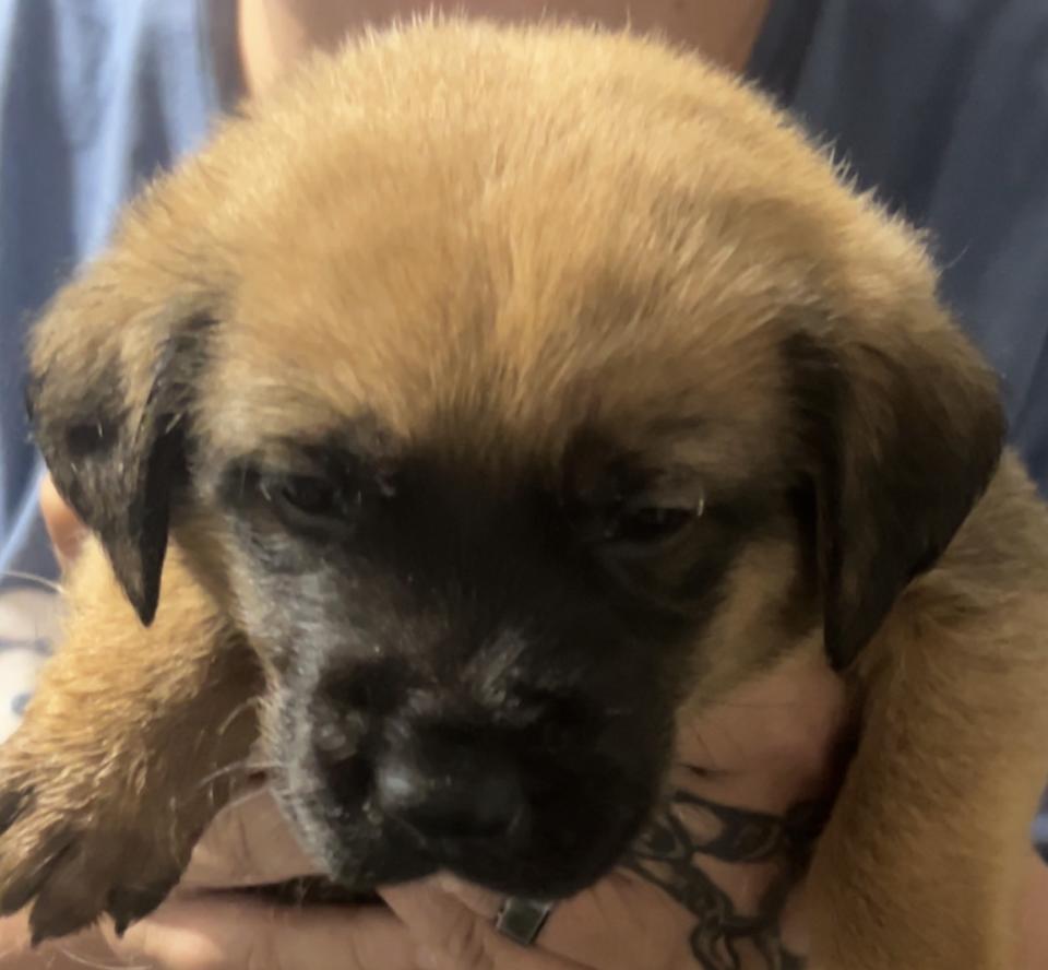 Enlarge HAZEL, a Adoptable Black Mouth Cur in East Flat Rock, NC image 2/6