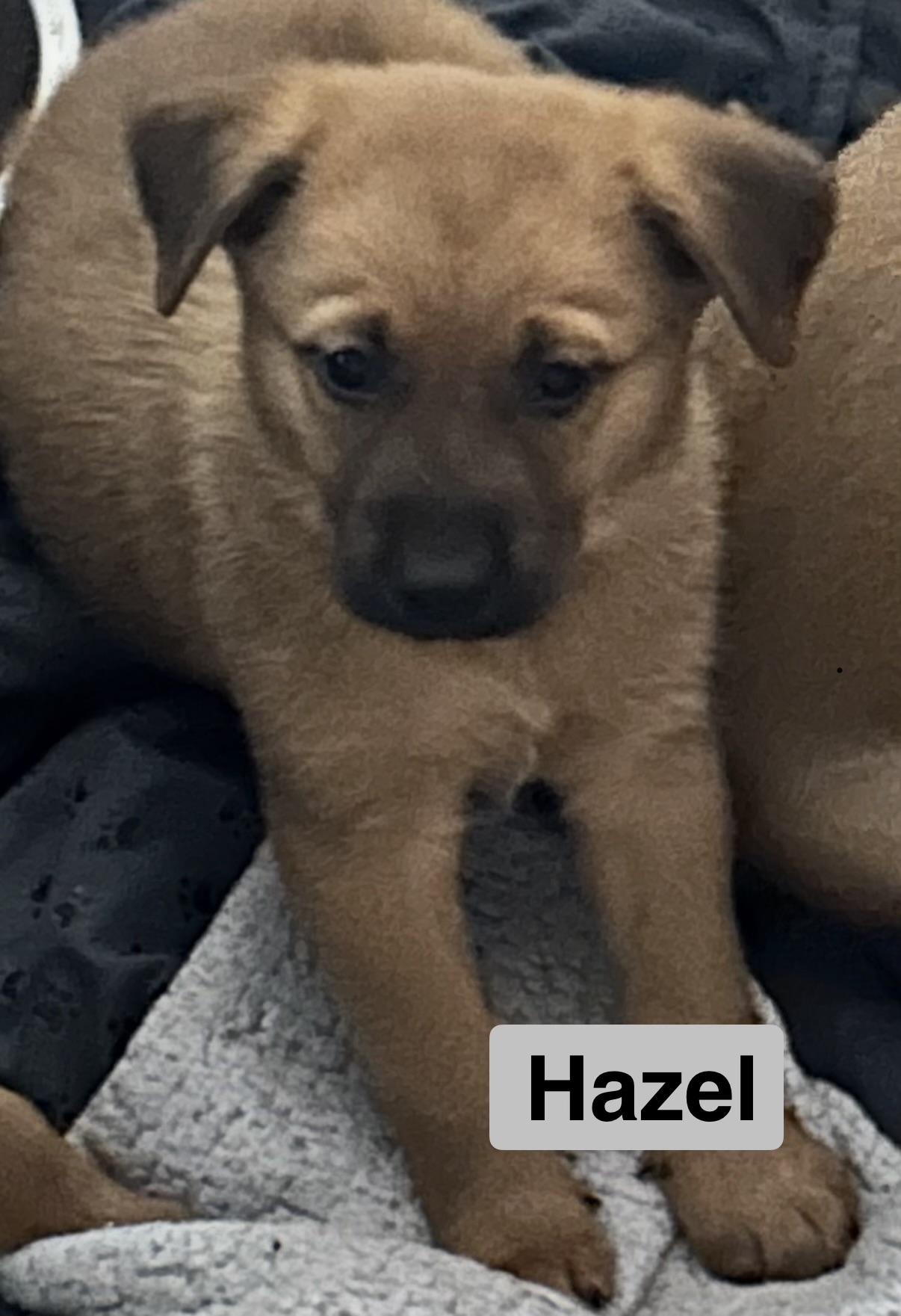 Enlarge HAZEL, a Adoptable Black Mouth Cur in East Flat Rock, NC image 3/6