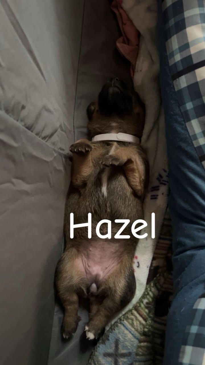 Enlarge HAZEL, a Adoptable Black Mouth Cur in East Flat Rock, NC image 4/6