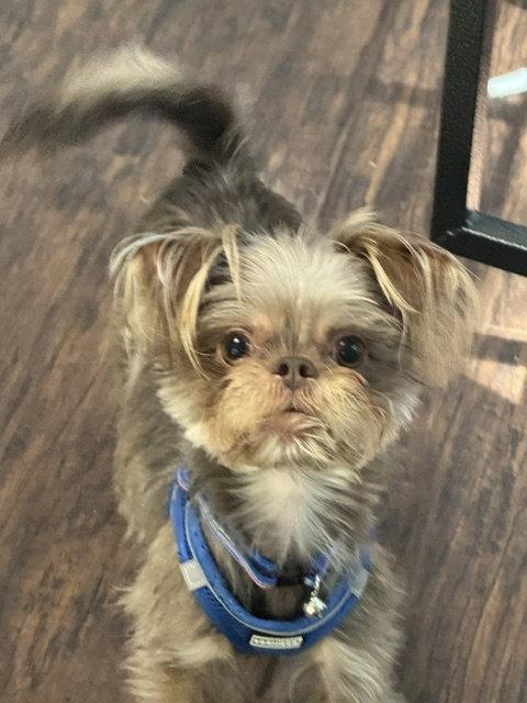 Bugaboo, Adopted, Adult Male Terrier.