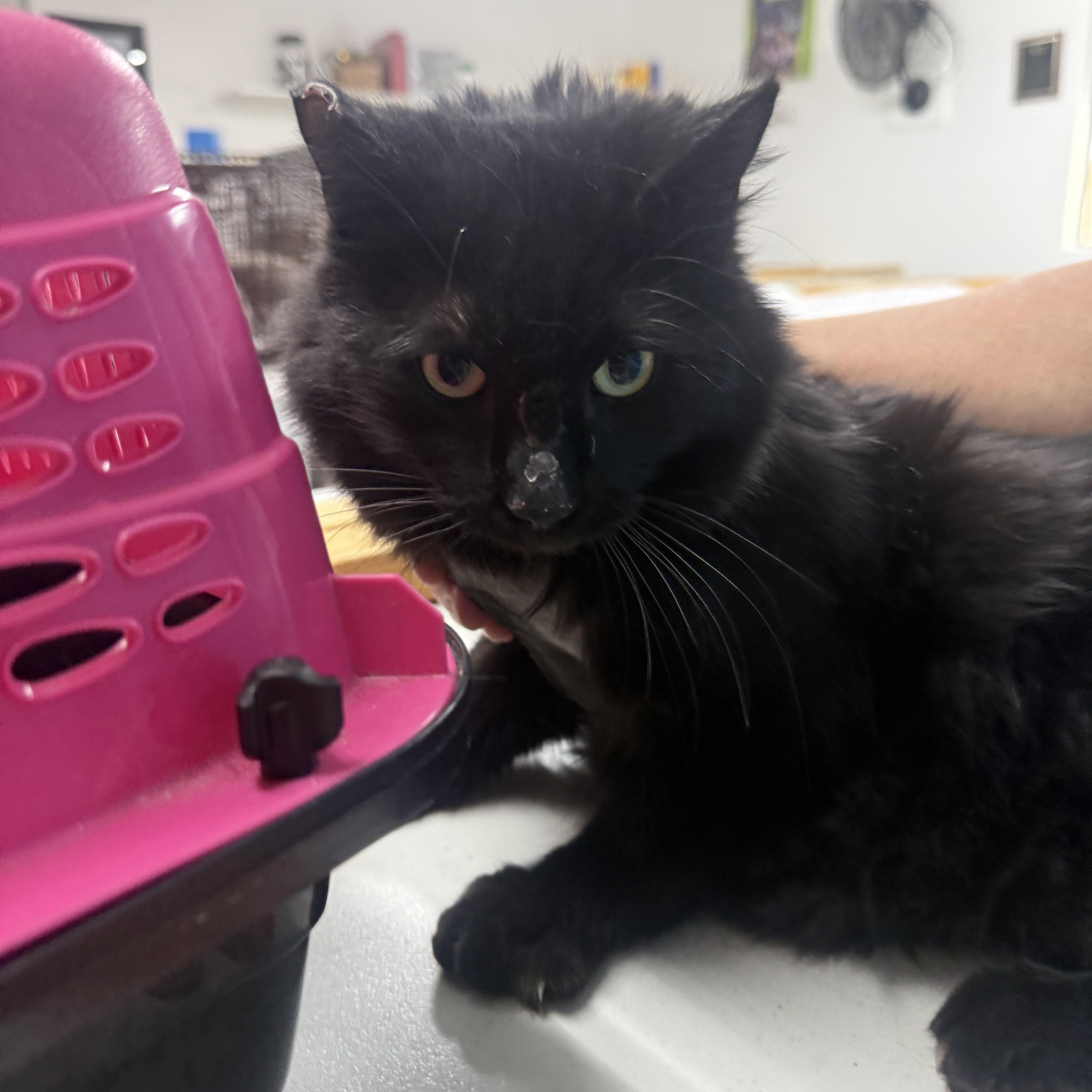 Midnight Stalker, ADOPTABLE, Adult Male Domestic Medium Hair.