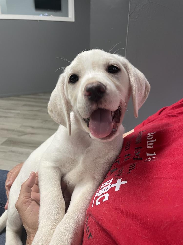 Enlarge Colvilew / Polly, a Adoptable mixed breed in Broomfield, CO image 2/6