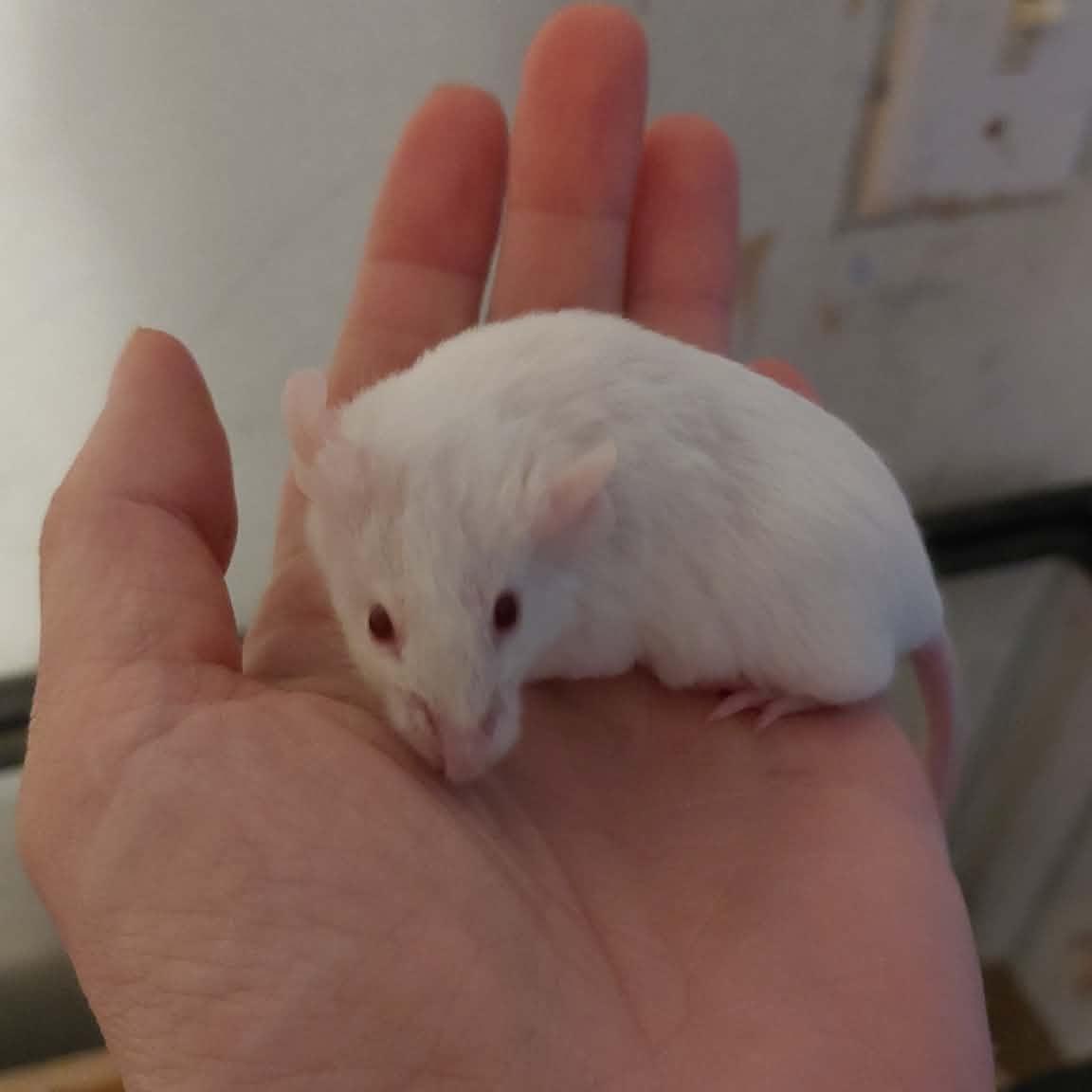 Zig, Adoptable, Adult Female Mouse.