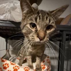 Enlarge Fizz, a Adoptable Domestic Short Hair in Greenville, NC image 1/1