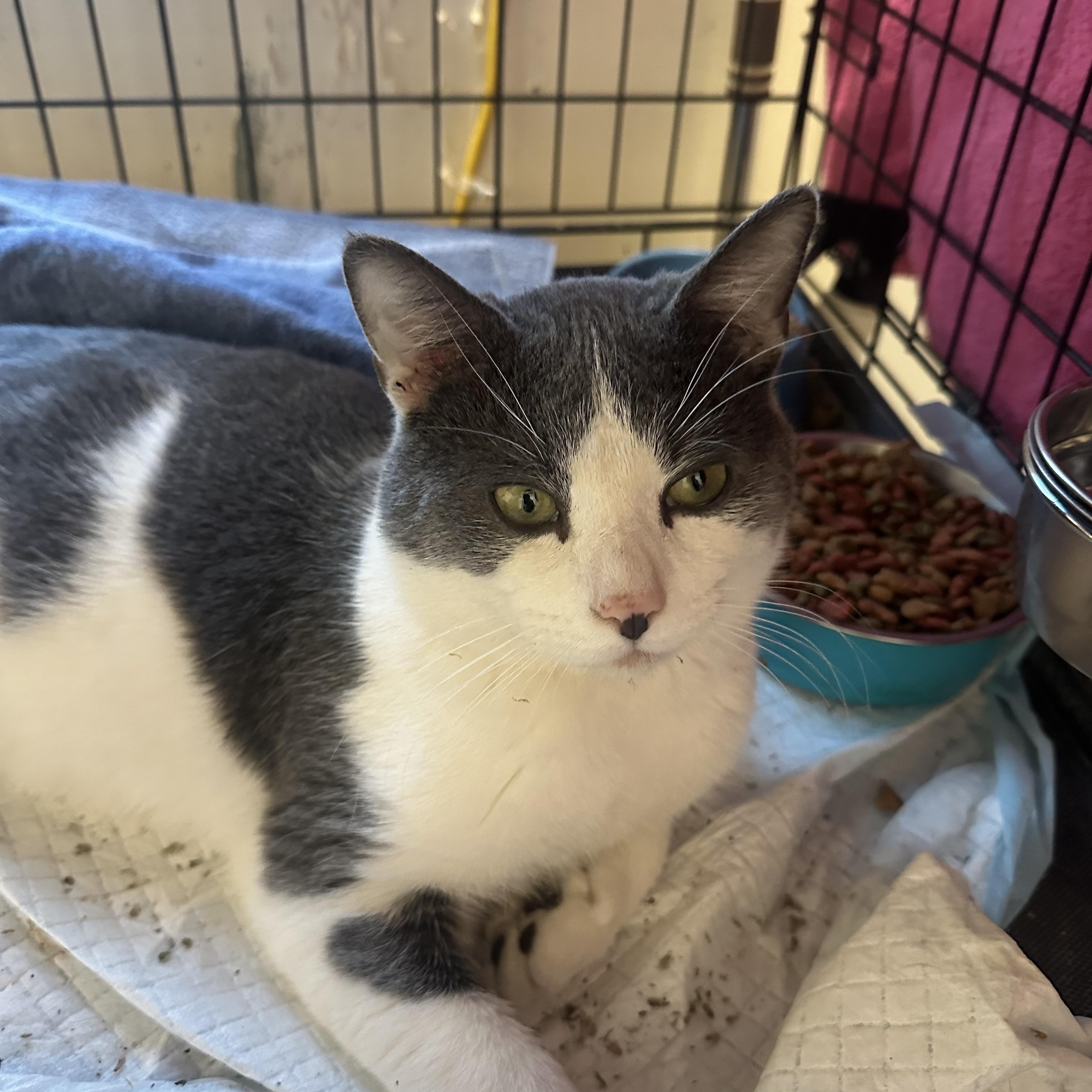 Enlarge Luigi Linguini , a ADOPTABLE Domestic Short Hair in Bayside, NY image 3/4