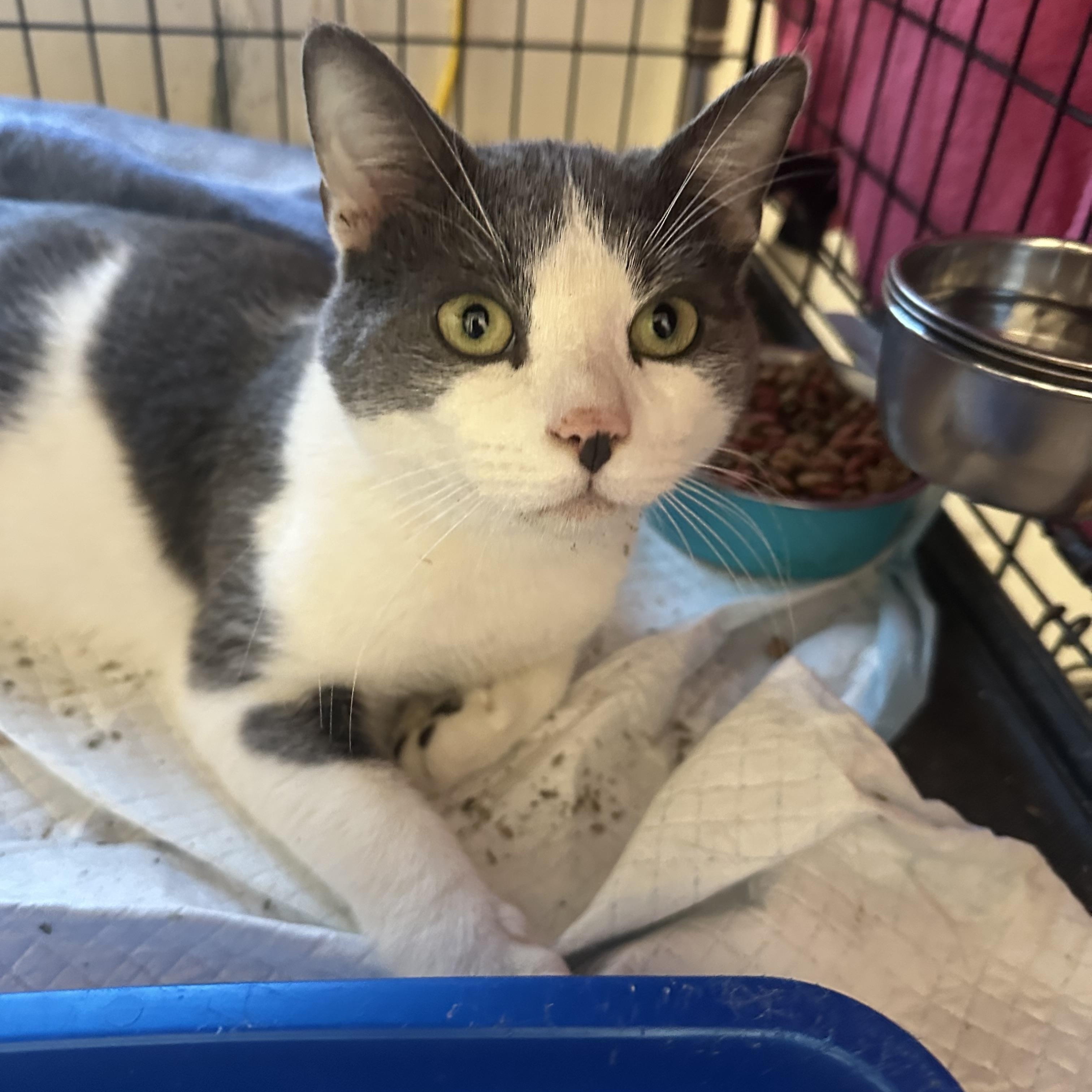 Enlarge Luigi Linguini , a ADOPTABLE Domestic Short Hair in Bayside, NY image 4/4