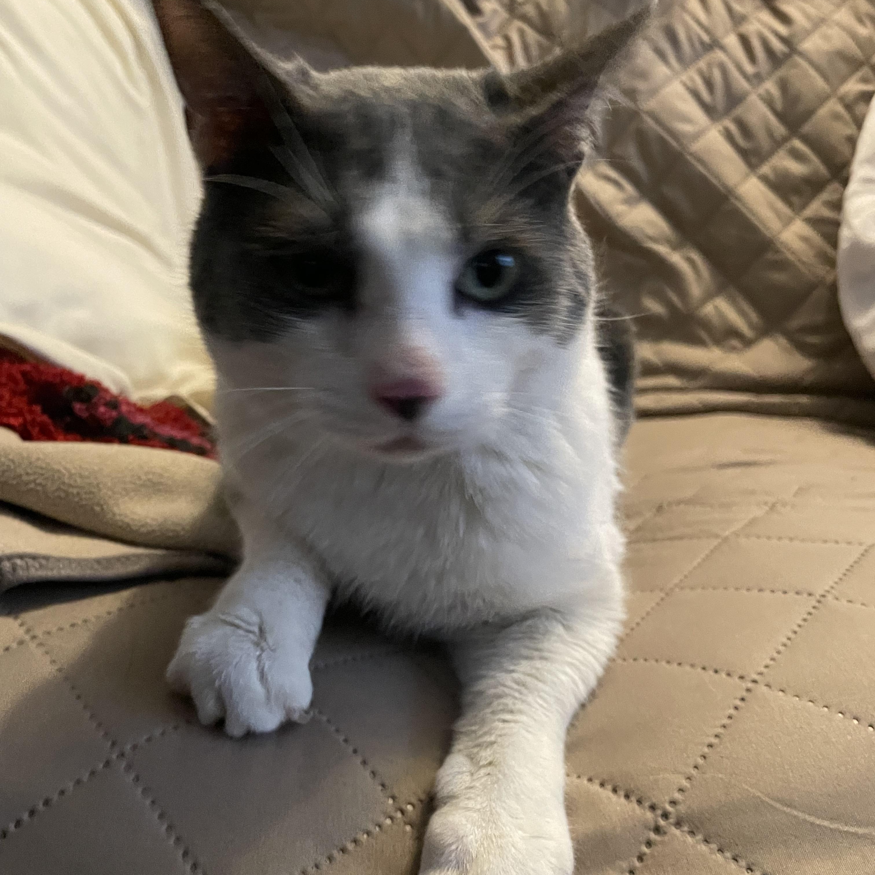 Luigi Linguini , ADOPTABLE, Kitten Male Domestic Short Hair.