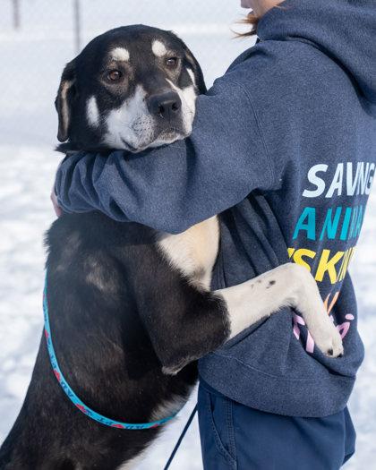 Enlarge George, a Adoptable mixed breed in Pequot Lakes, MN image 1/3