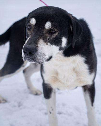 Enlarge George, a Adoptable mixed breed in Pequot Lakes, MN image 2/3