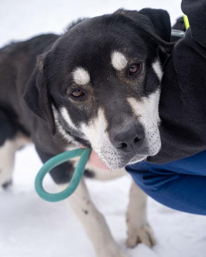 Enlarge George, a Adoptable mixed breed in Pequot Lakes, MN image 3/3
