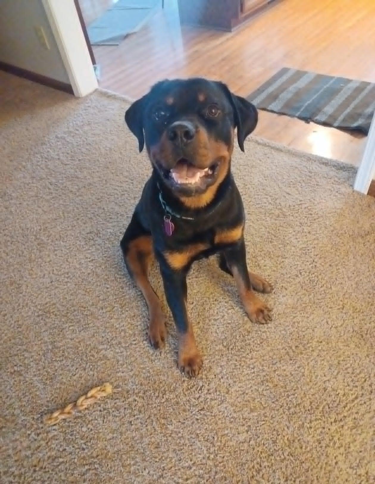 Enlarge Ace, a ADOPTABLE Rottweiler in Celina, OH image 2/5