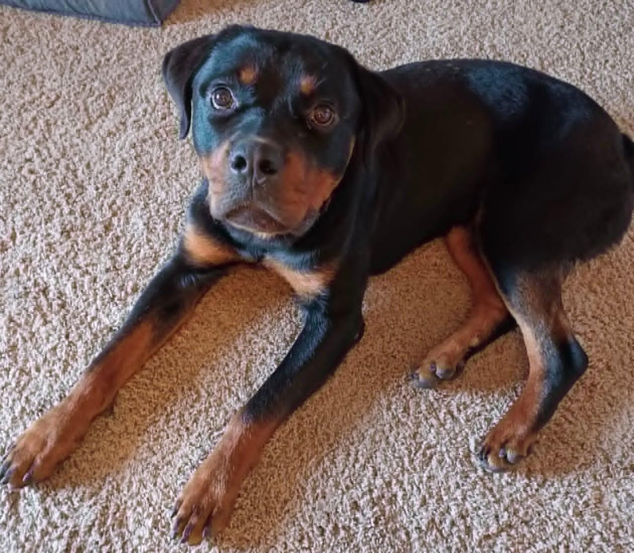 Enlarge Ace, a ADOPTABLE Rottweiler in Celina, OH image 4/5