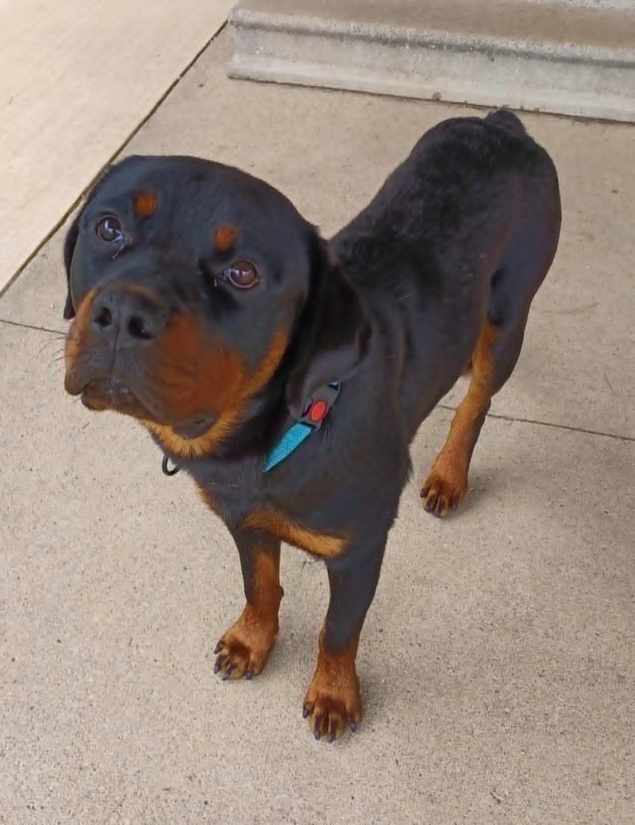 Ace, ADOPTABLE, Young Male Rottweiler.