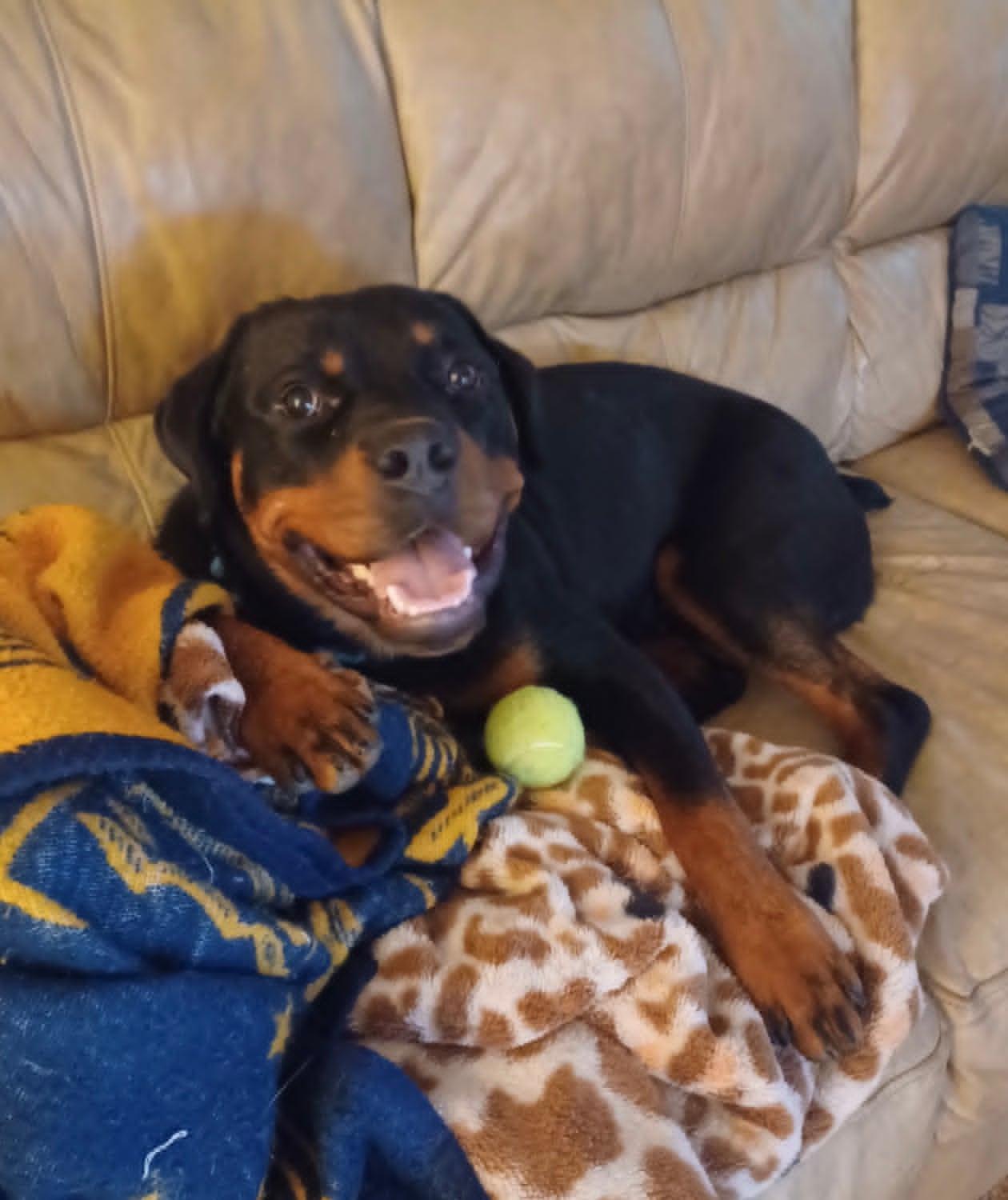 Enlarge Ace, a ADOPTABLE Rottweiler in Celina, OH image 3/5