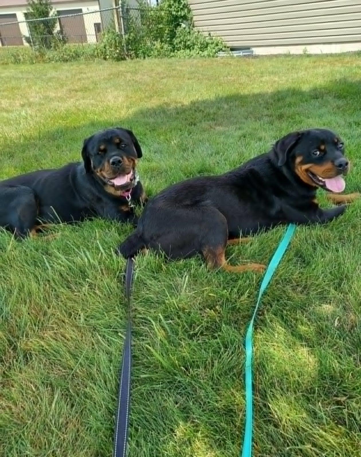 Enlarge Ace, a ADOPTABLE Rottweiler in Celina, OH image 5/5