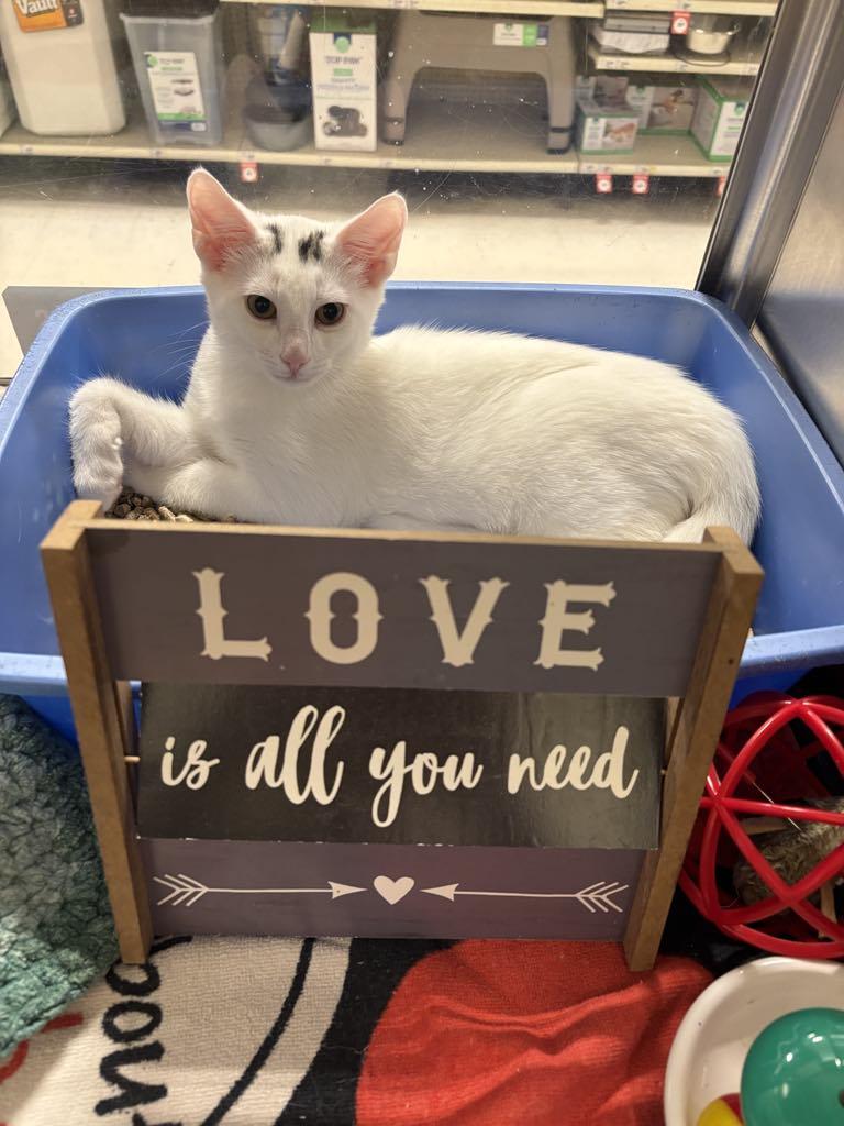 Enlarge Marshmallow 3, a Adoptable Domestic Short Hair in London, ON image 3/3