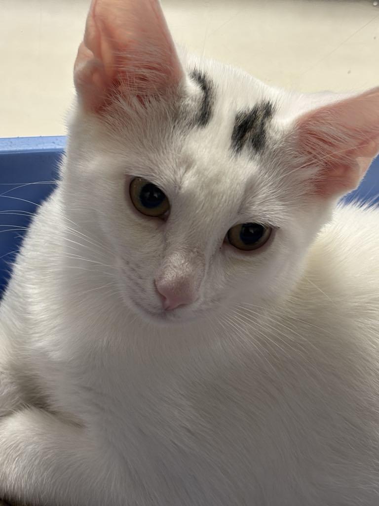 Enlarge Marshmallow 3, a Adoptable Domestic Short Hair in London, ON image 2/3