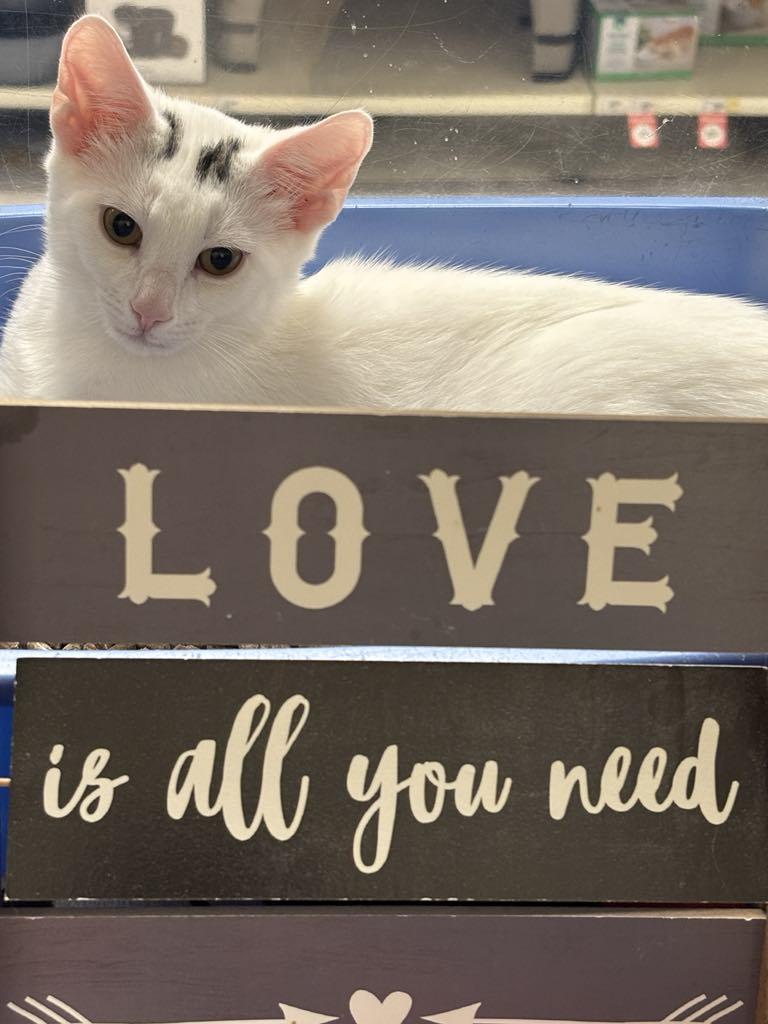 Enlarge Marshmallow 3, a Adoptable Domestic Short Hair in London, ON image 1/3