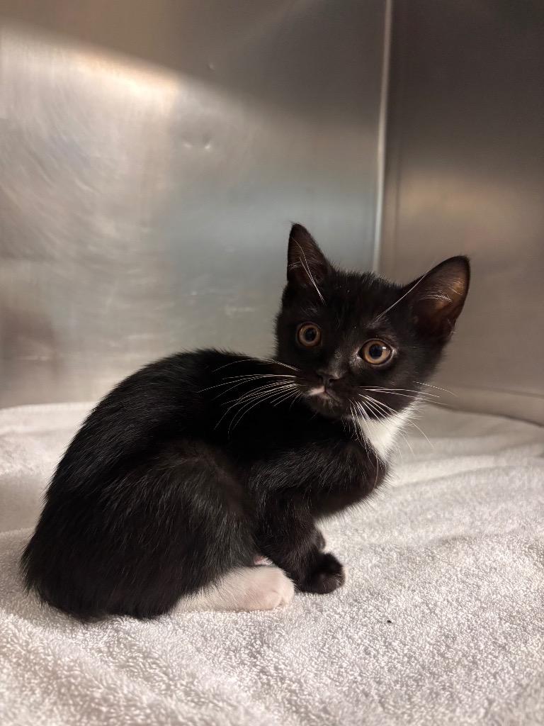 Sophia, Adoptable, Kitten Female Domestic Short Hair.