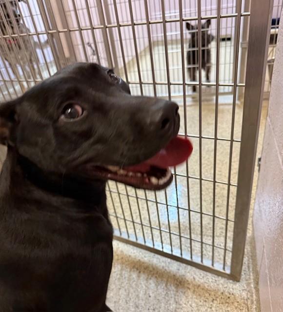 Enlarge Carla, an adopted Black Labrador Retriever in Conway, AR image 2/2