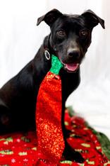 Carla, adopted, Adult Female Black Labrador Retriever.
