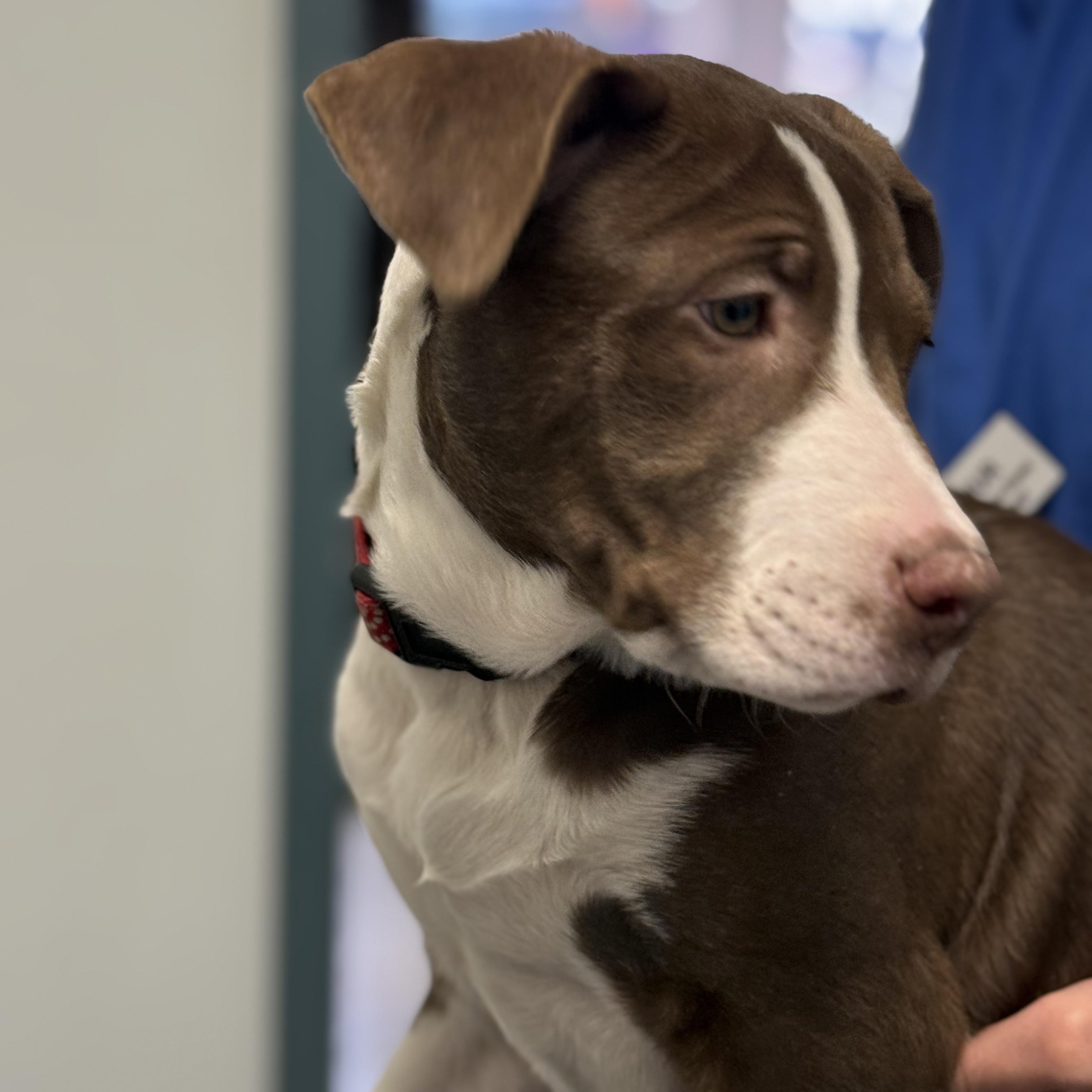 Muffett, an adopted mixed breed in Scarborough, ON image 2/6