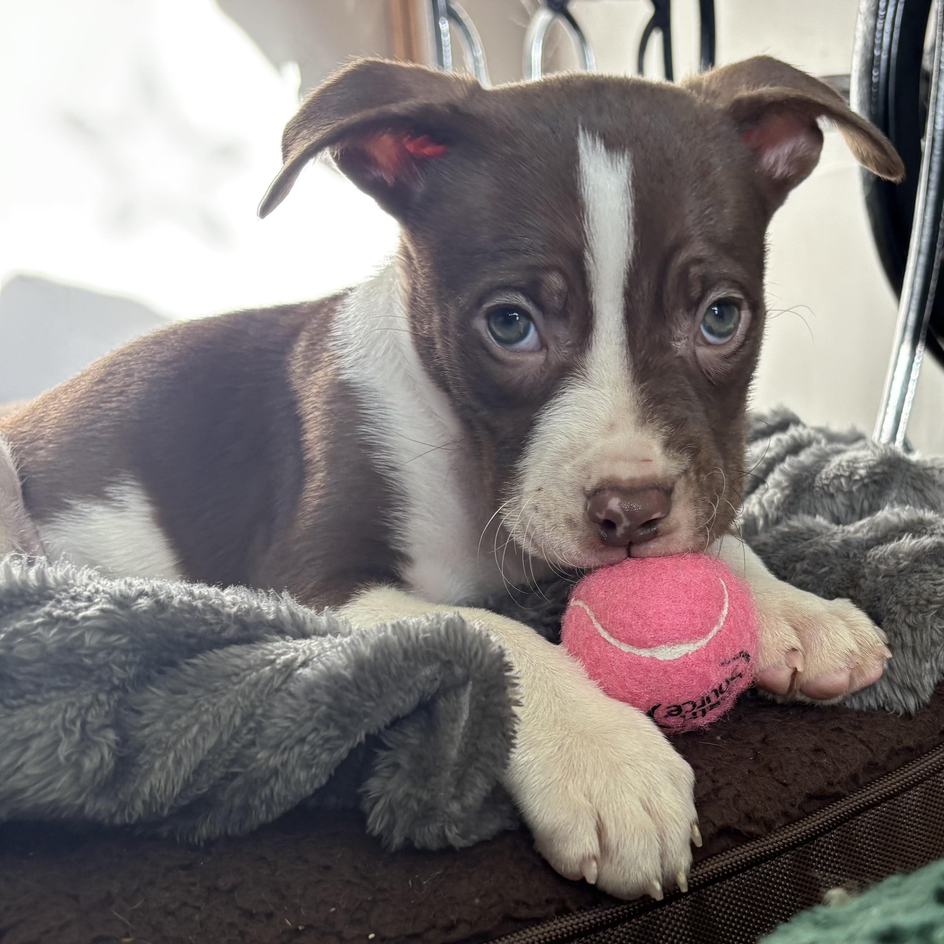 Muffett, Adoptable, Puppy Female English Bulldog & American Bulldog.