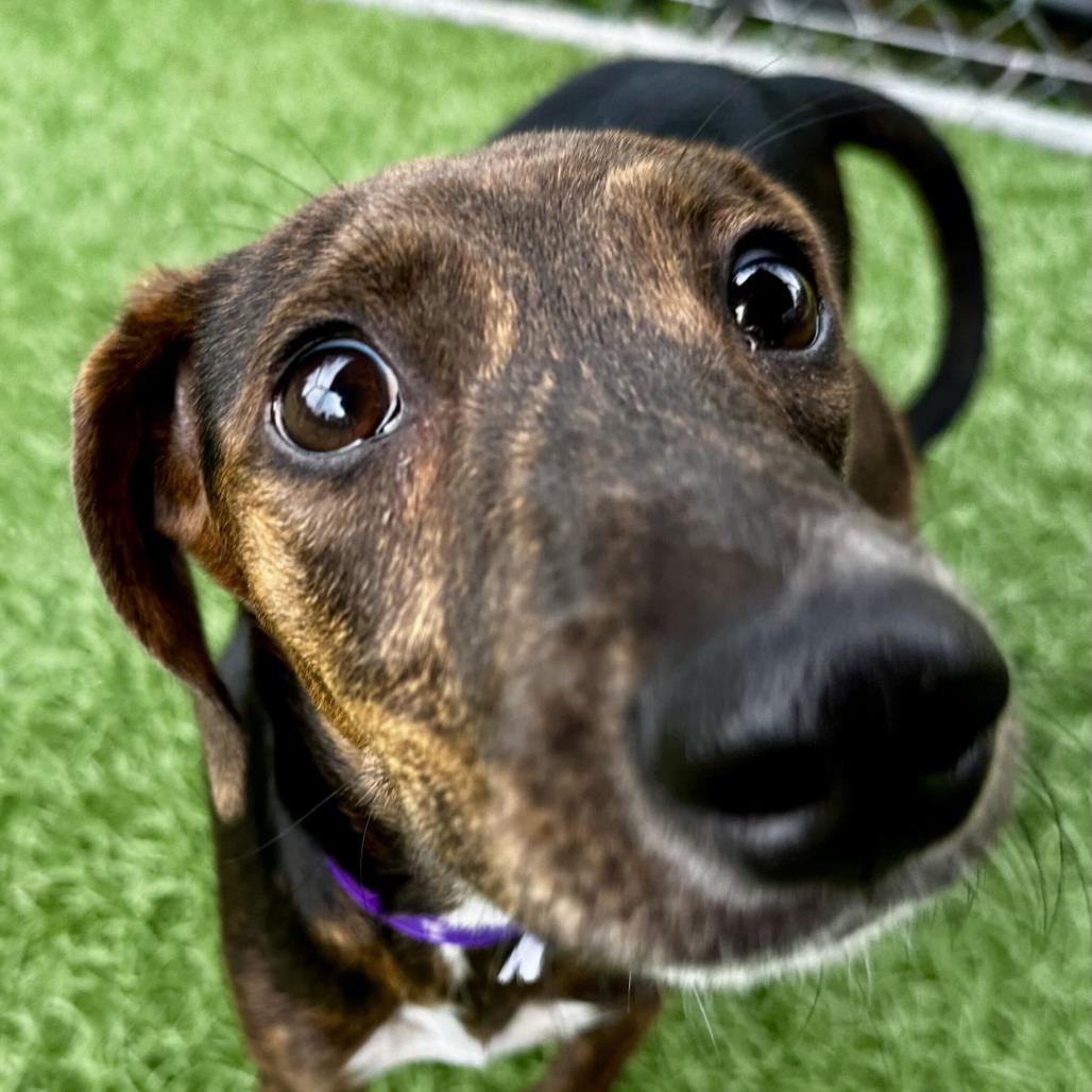 Enlarge Abby HERE IN NH, a Adoptable Mixed Breed in Barrington, NH image 1/2