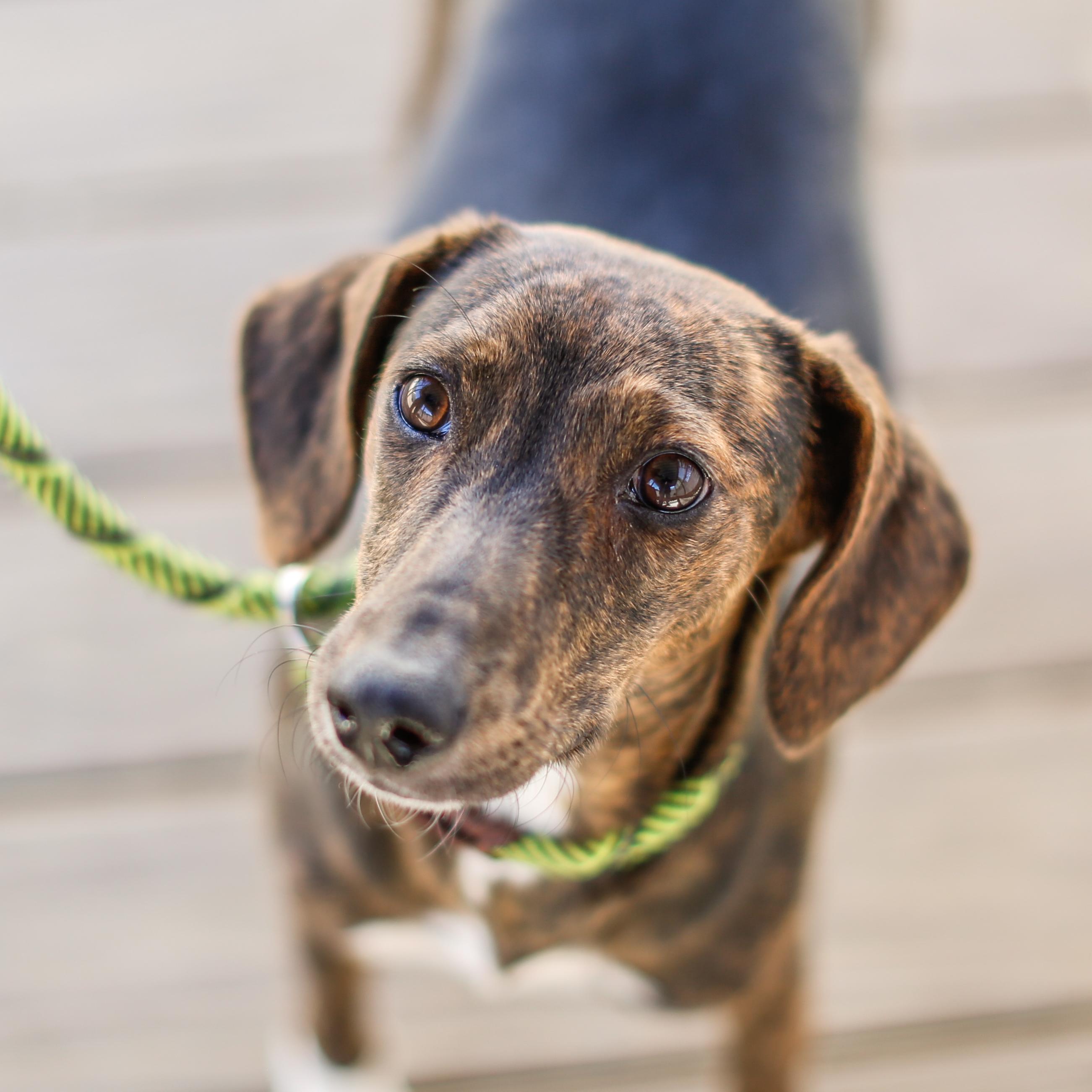 Enlarge Abby HERE IN NH, a Adoptable Mixed Breed in Barrington, NH image 1/6
