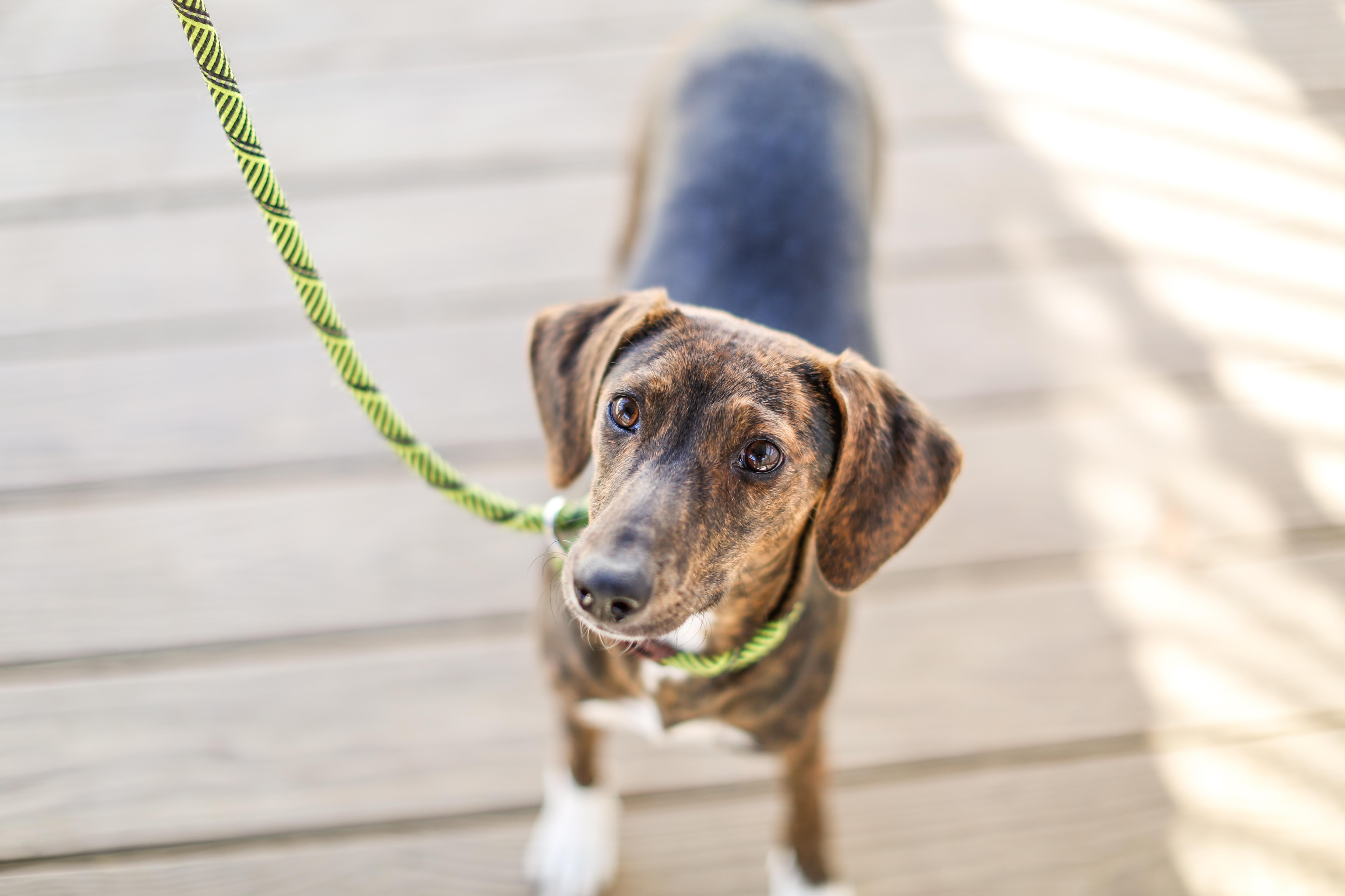 Enlarge Abby HERE IN NH, a Adoptable Mixed Breed in Barrington, NH image 4/6