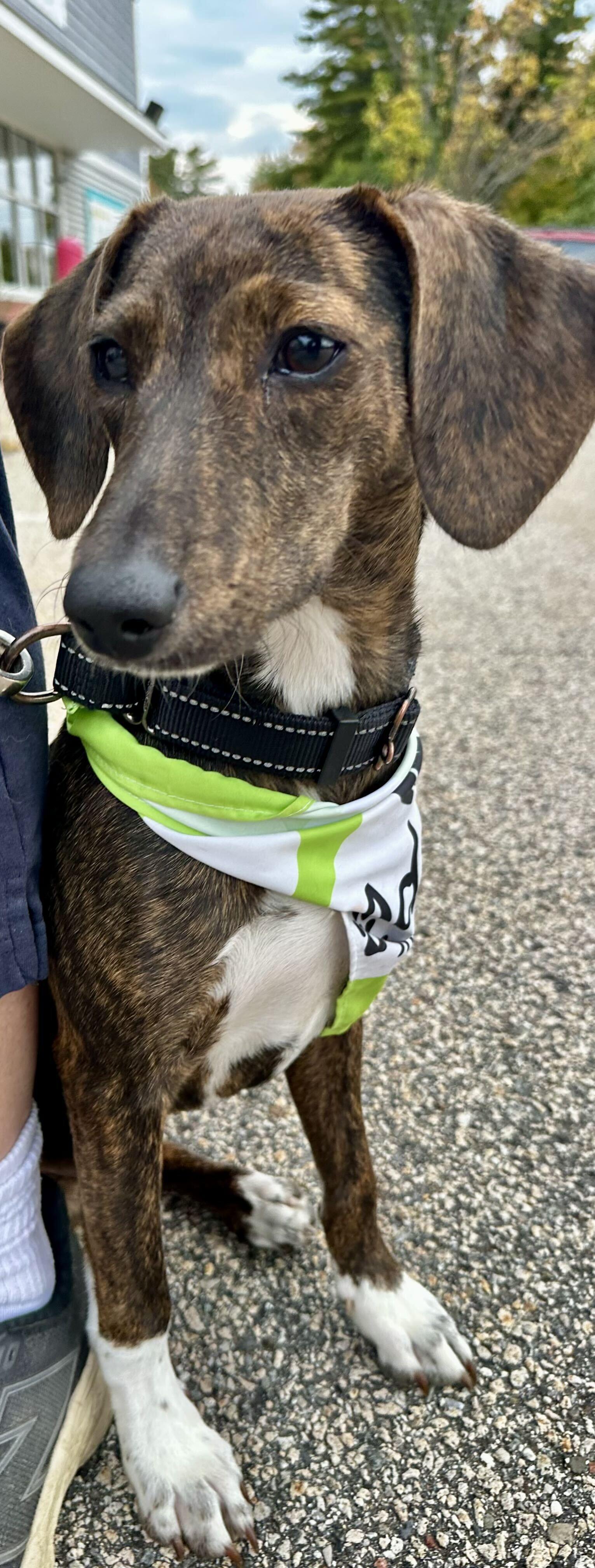 Enlarge Abby HERE IN NH, a Adoptable Mixed Breed in Barrington, NH image 6/6