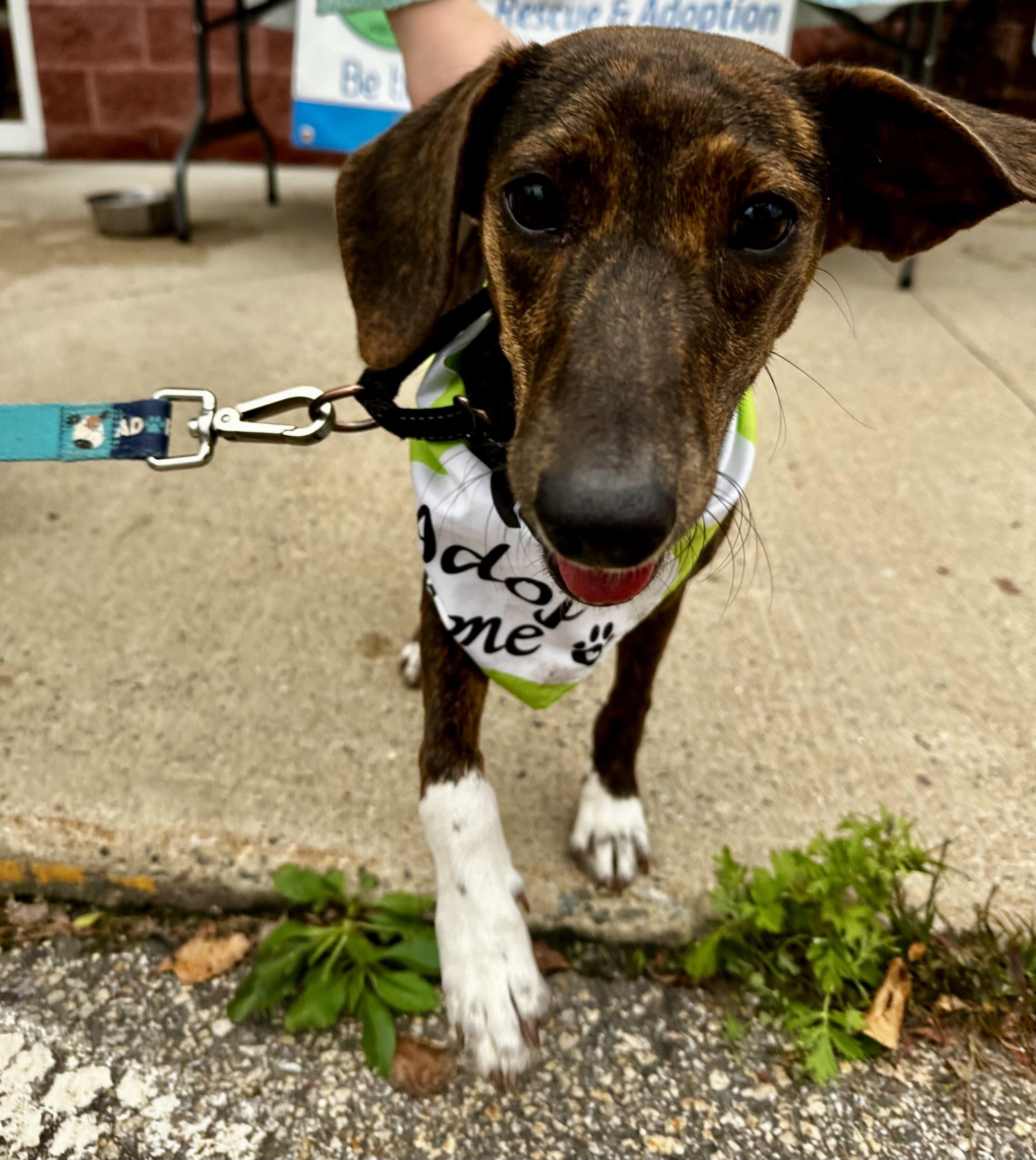 Enlarge Abby HERE IN NH, a Adoptable Mixed Breed in Barrington, NH image 5/6