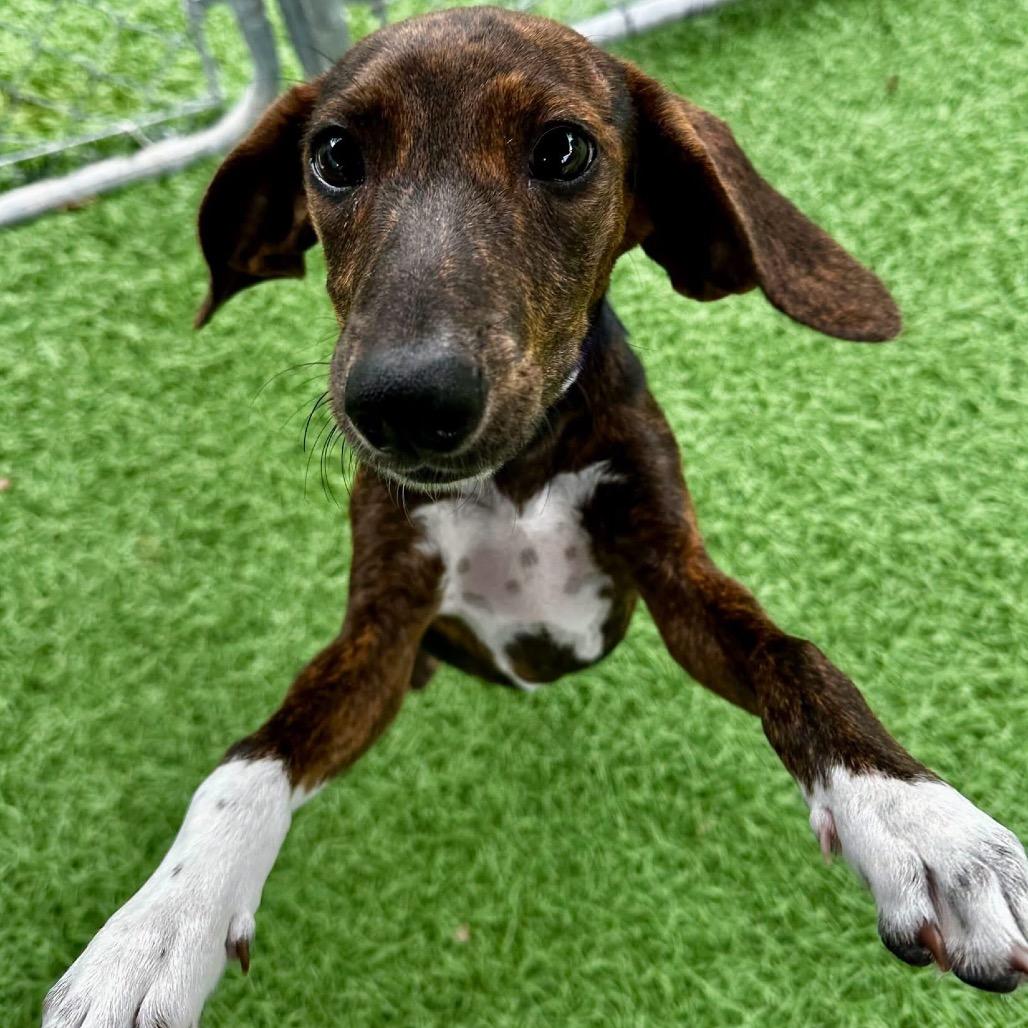 Abby, Adoptable, Puppy Female Mixed Breed.