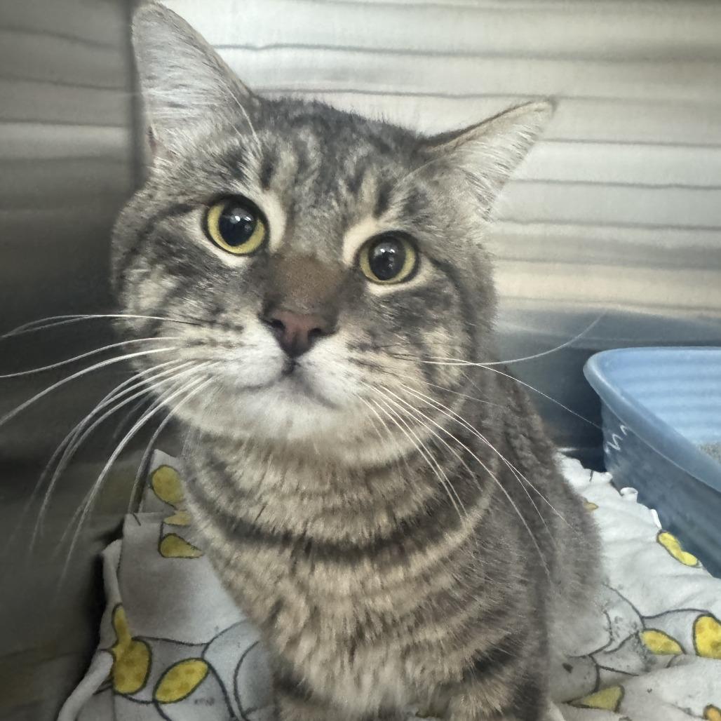 Goliath, Adoptable, Young Male Domestic Short Hair.