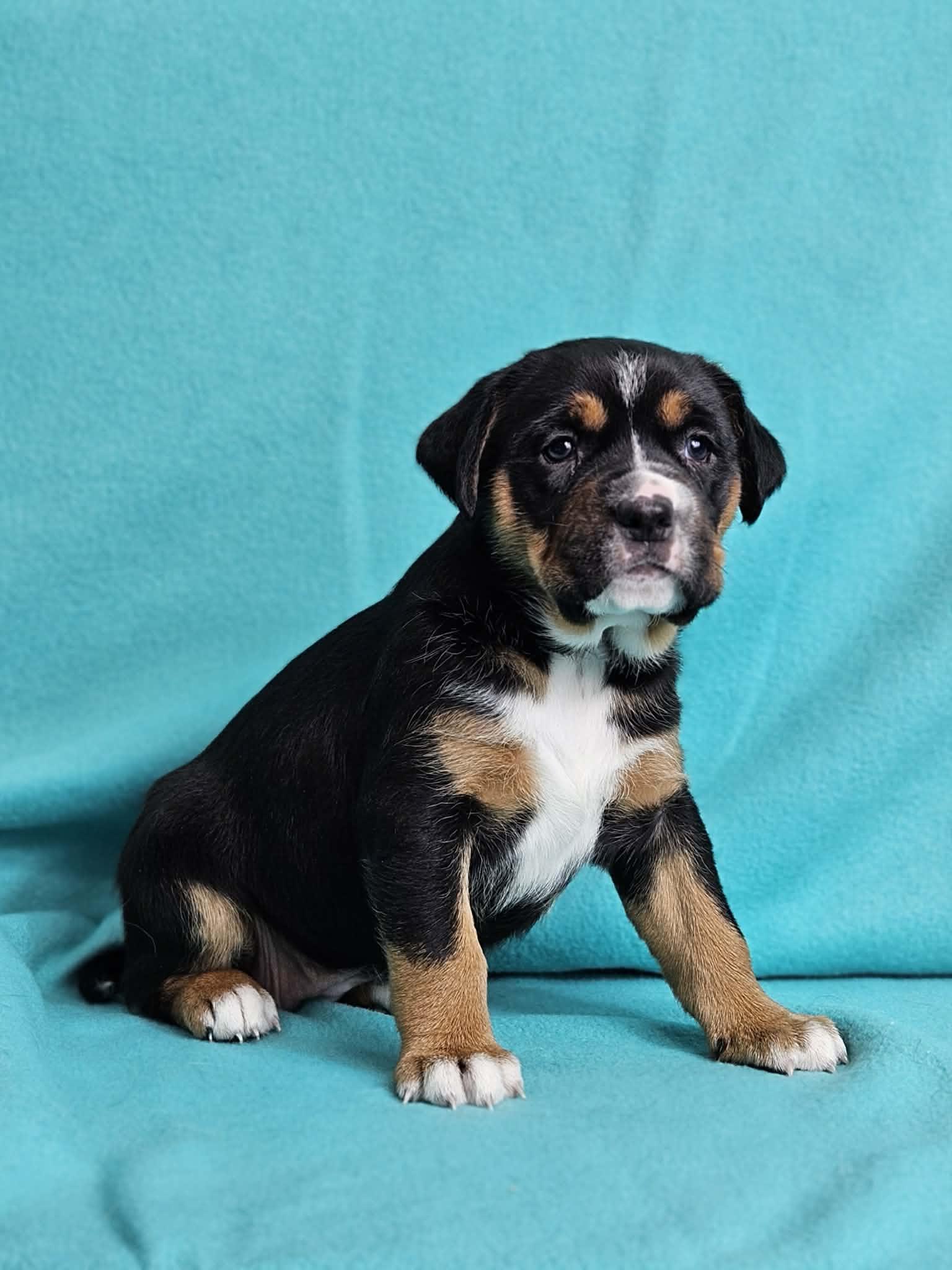 Enlarge Brooks, a Adoptable mixed breed in East Sparta, OH image 1/1