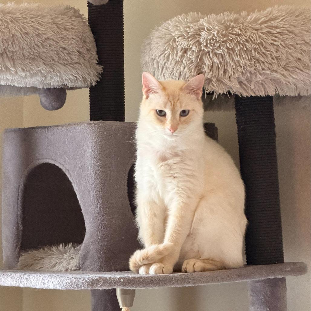 Smooch, Adoptable, Adult Male Siamese.