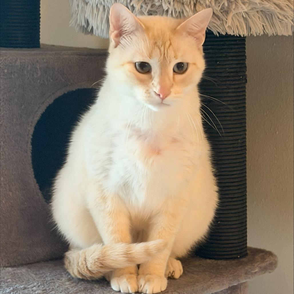 Smooch, a Adoptable Siamese in Madison, WI image 2/6