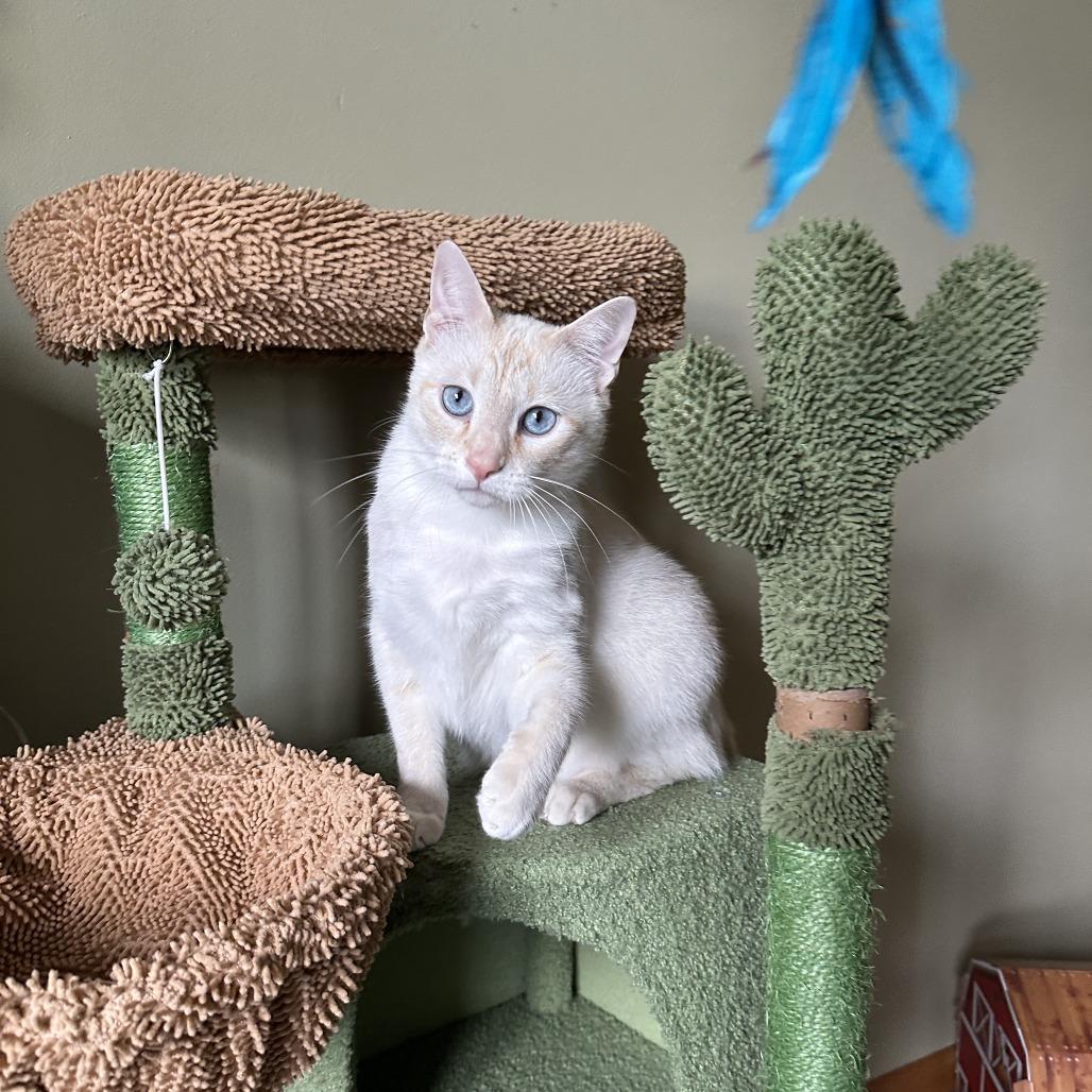 Smooch, a Adoptable Siamese in Madison, WI image 3/6