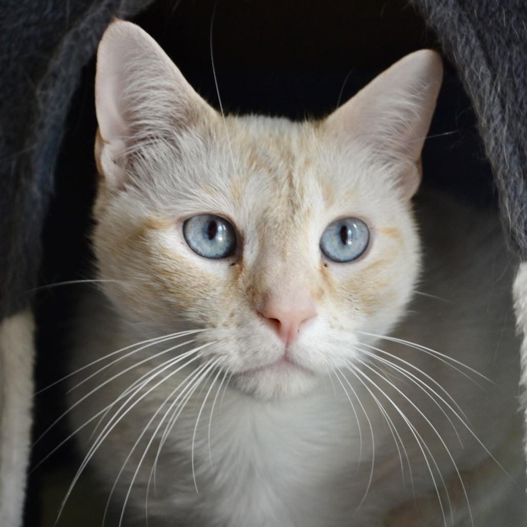 Smooch, a Adoptable Siamese in Madison, WI image 4/6