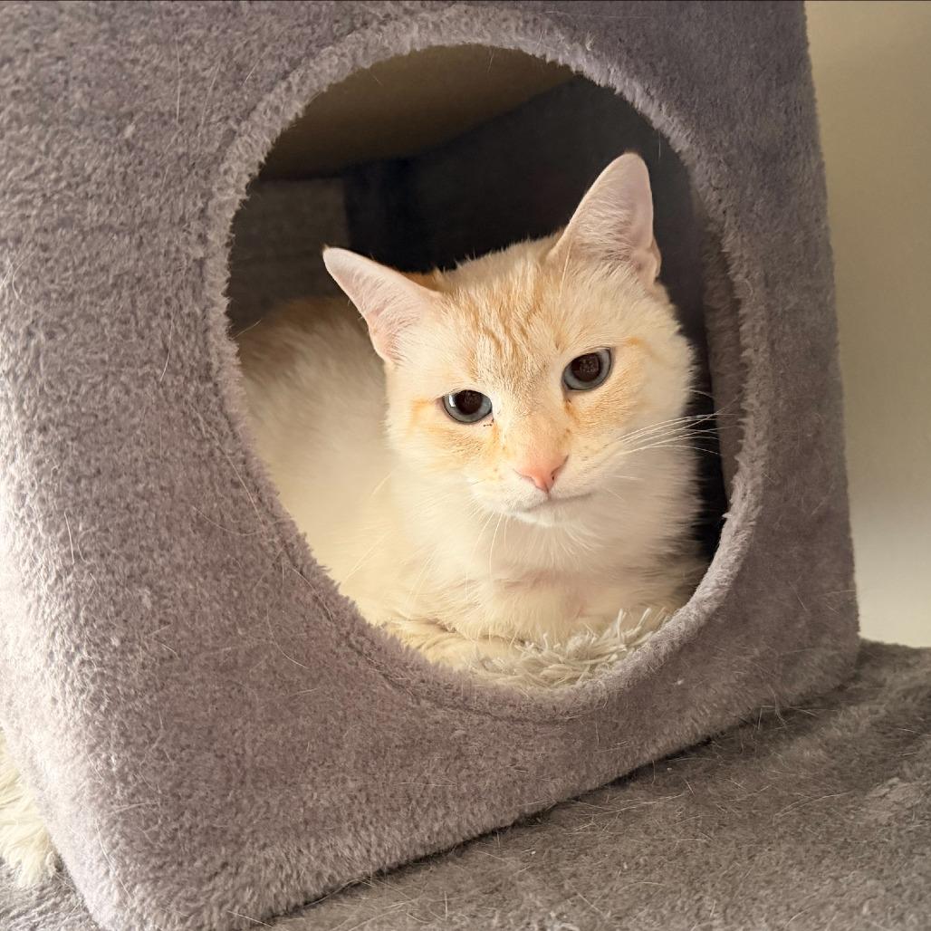 Smooch, a Adoptable Siamese in Madison, WI image 5/6