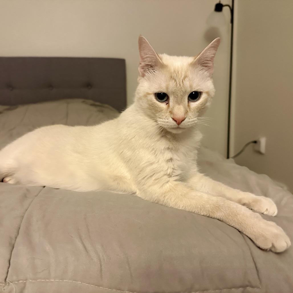 Smooch, a Adoptable Siamese in Madison, WI image 6/6