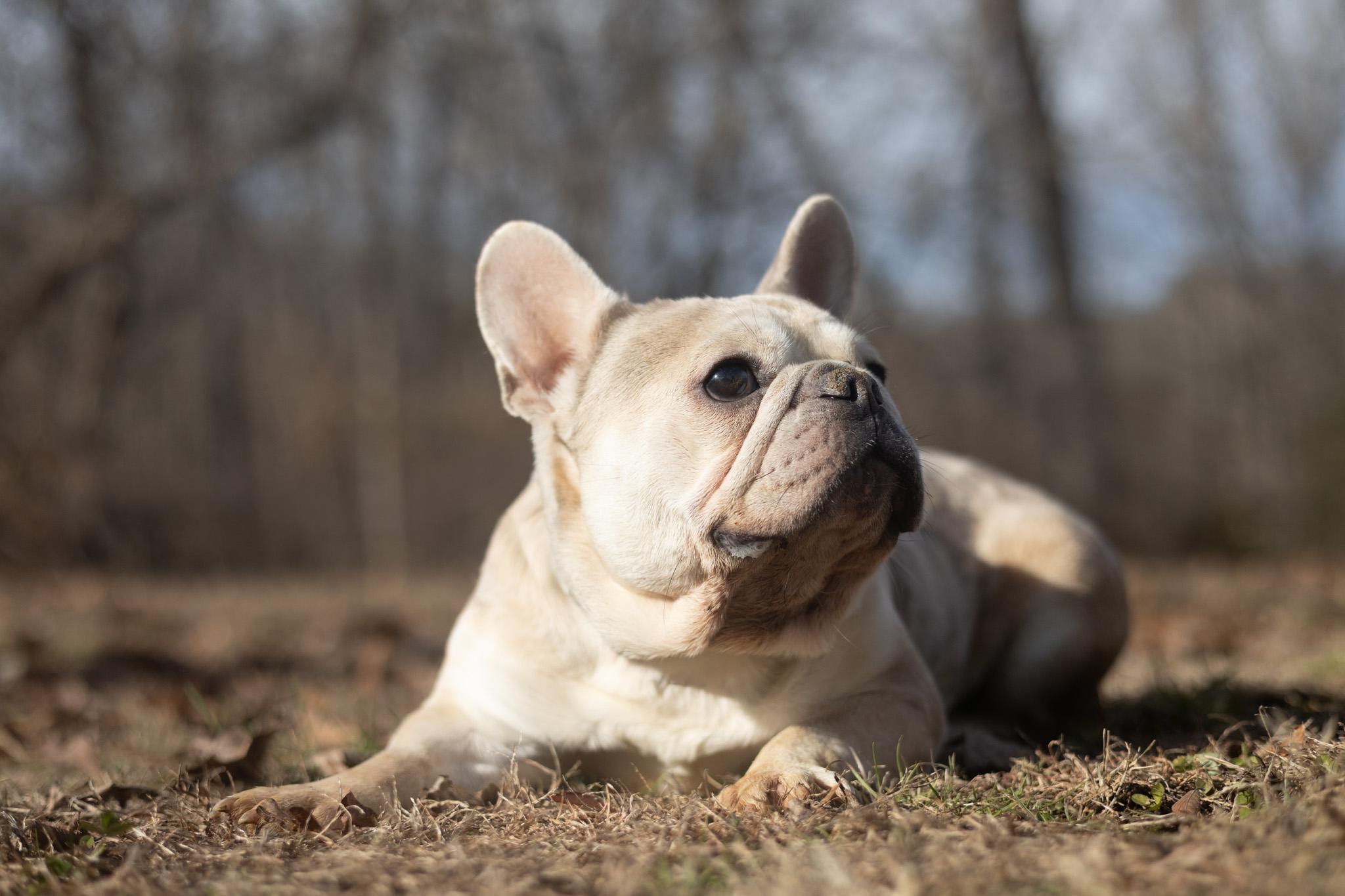 Enlarge Liam - Transport, an adopted French Bulldog in Greenwood, IN image 5/6