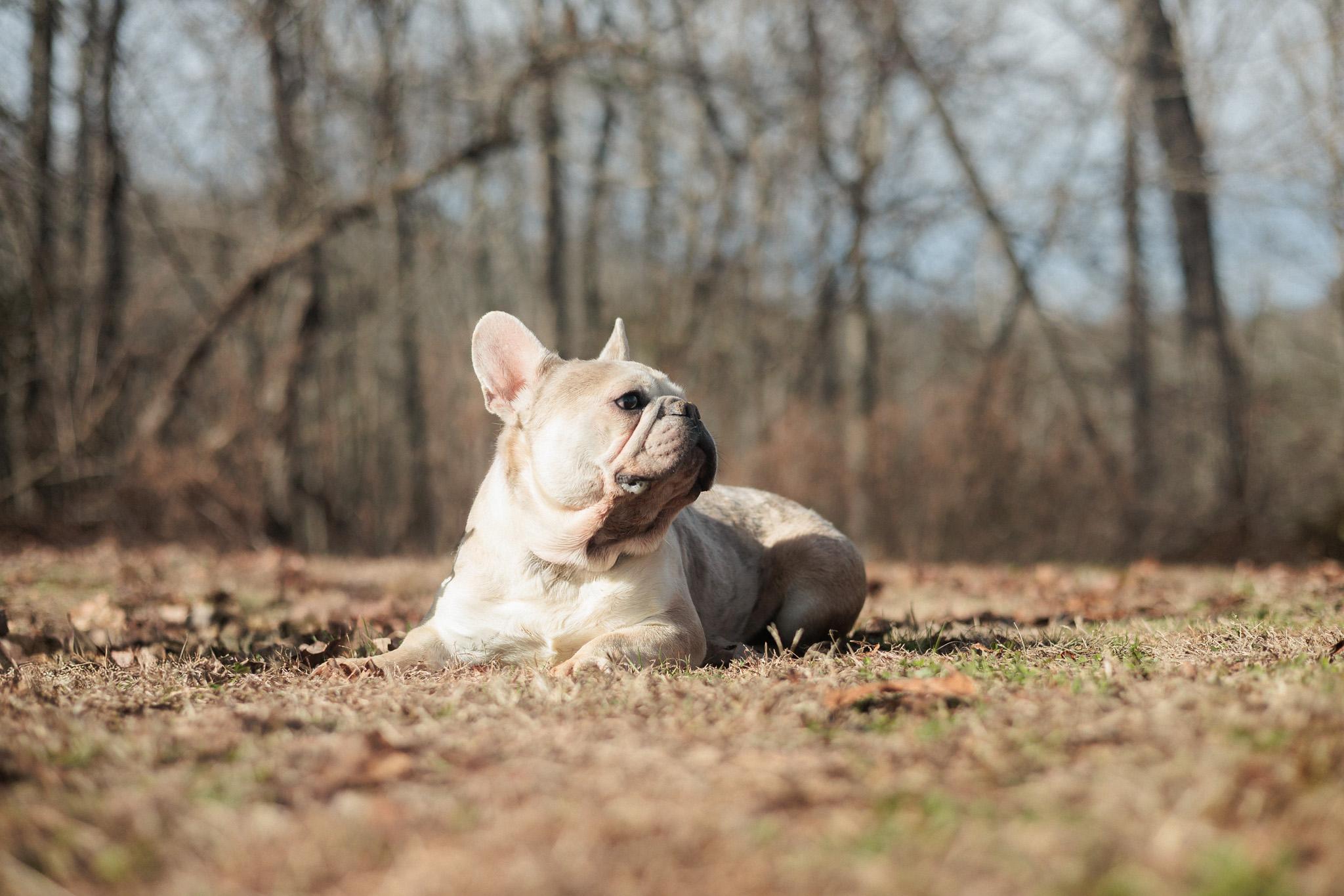 Enlarge Liam - Transport, an adopted French Bulldog in Greenwood, IN image 4/6