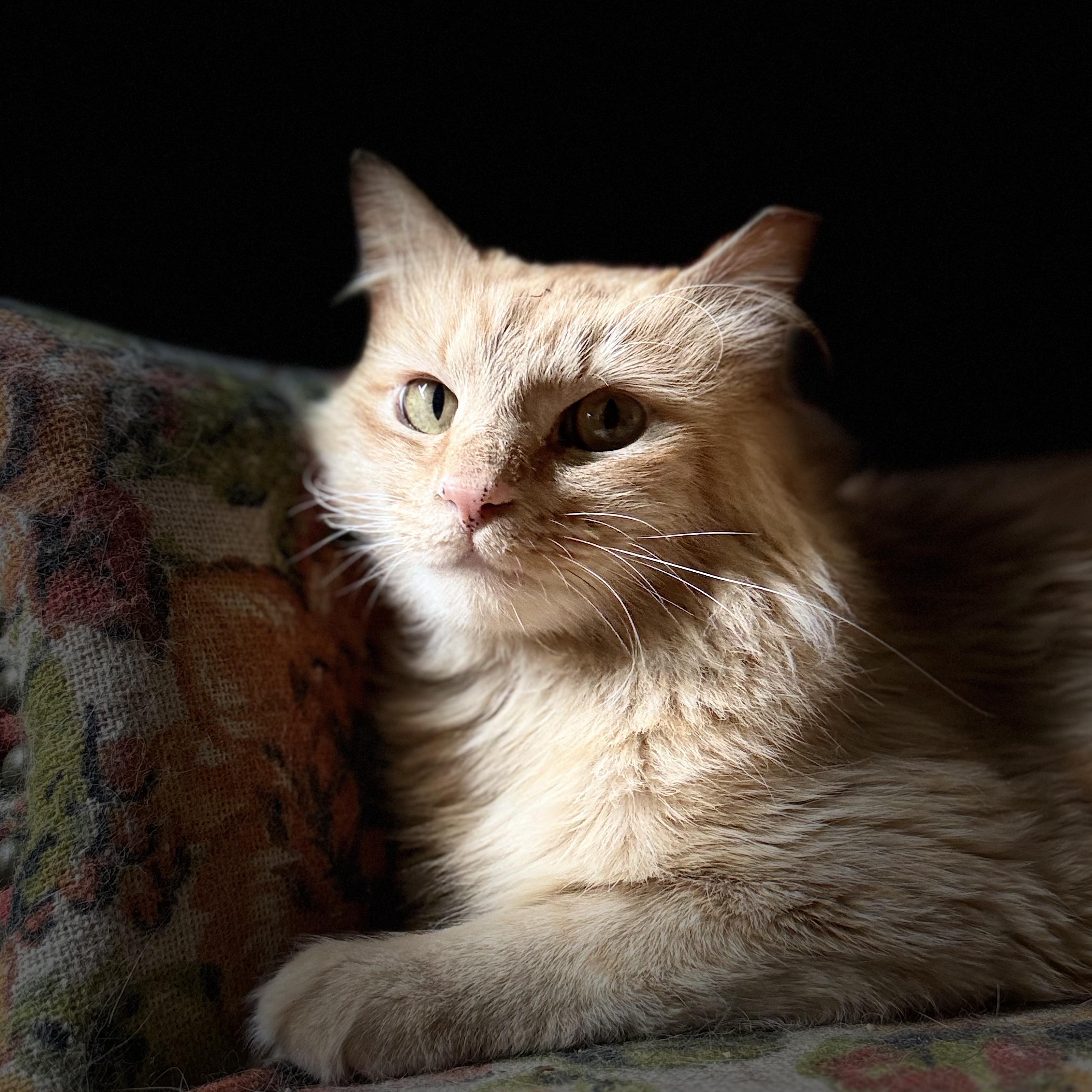 Mercury, ADOPTABLE, Adult Male Domestic Long Hair.