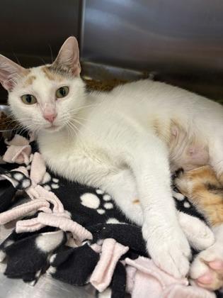 Pumpkin, Adoptable, Adult Female Domestic Short Hair & Domestic Short Hair.