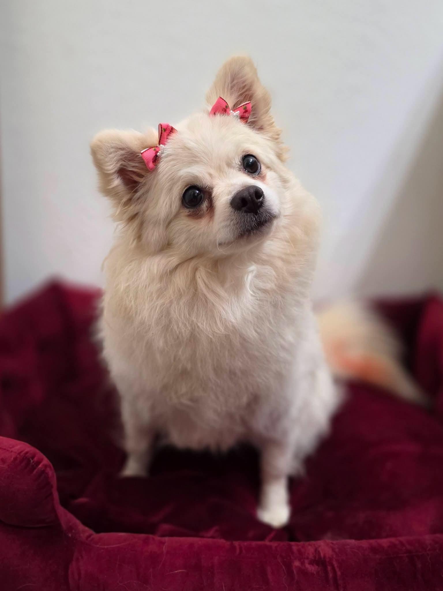 Simi, ADOPTABLE, Adult Female Pomeranian.