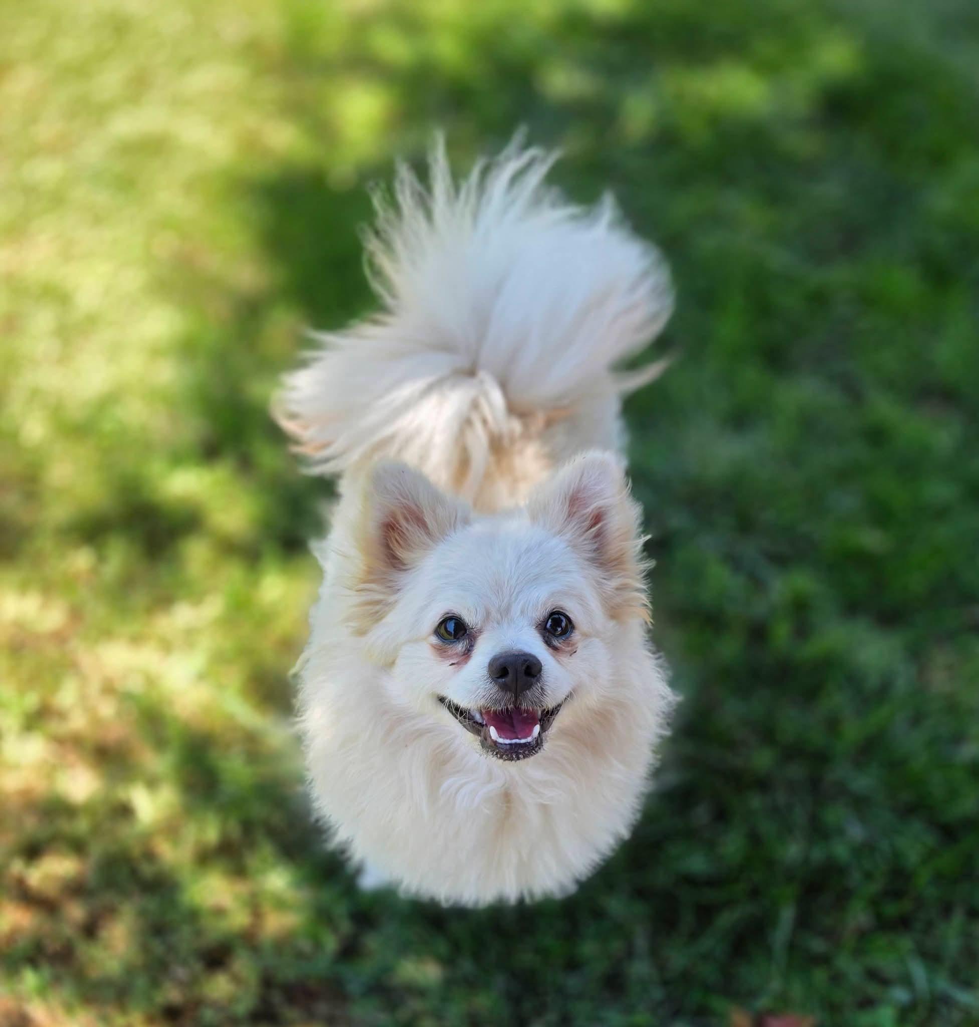 Simi, a ADOPTABLE Pomeranian in Clovis, CA image 2/2