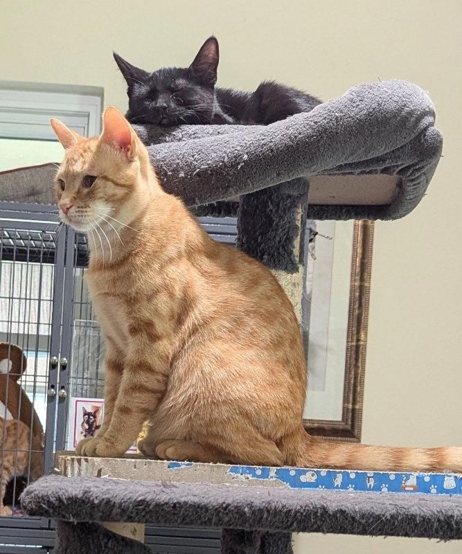 Pizzazz, Adoptable, Adult Female Tabby & Domestic Short Hair.