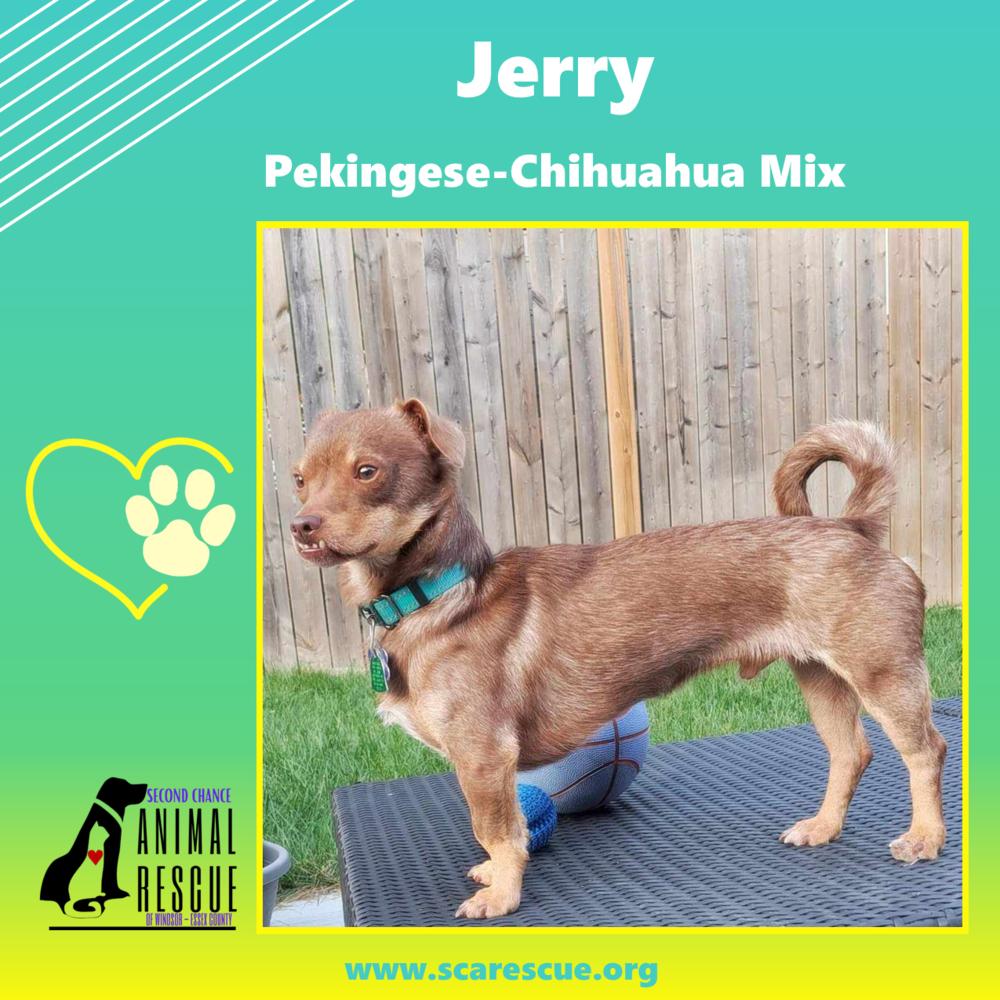 Jerry, Adoptable, Adult Male Pekingese & Chihuahua.